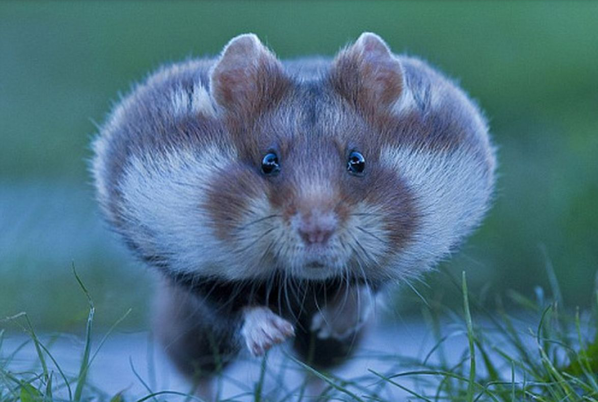 萌萌哒的外表征服了许多人,银狐仓鼠怎么养你知道吗?快来学学吧