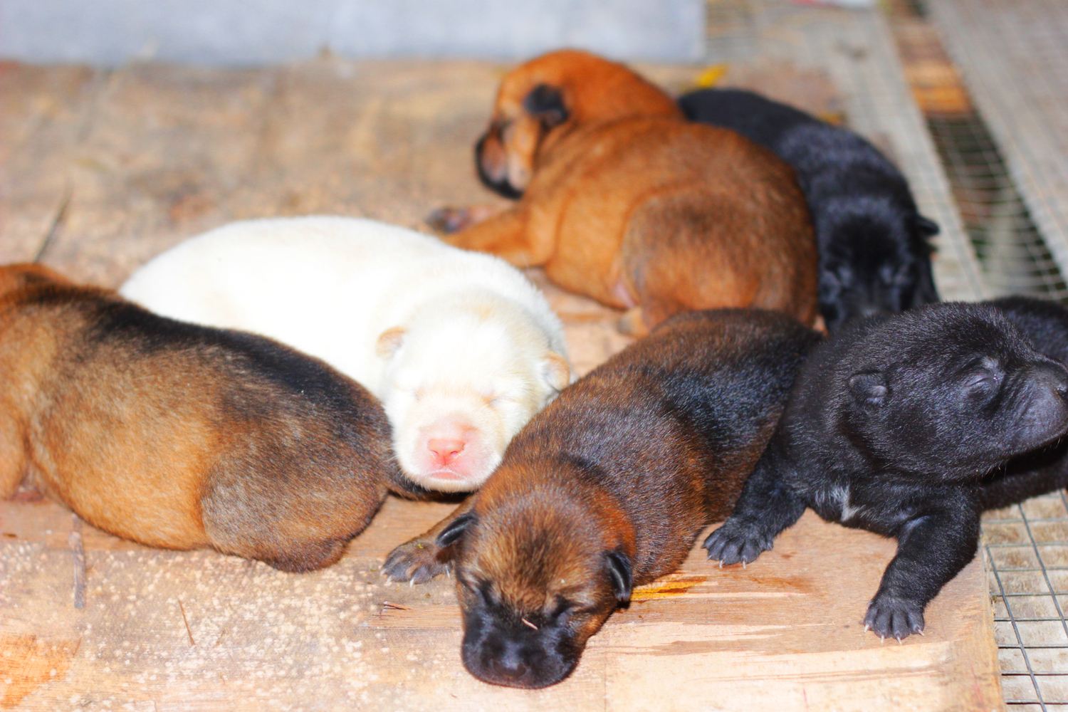 一窝狗崽各自被领养,5年后再相会,居然还记得彼此,场景动人