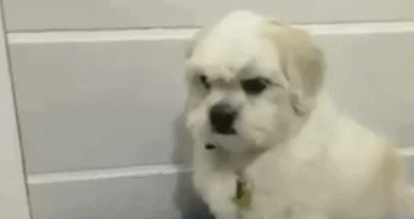 铲屎官在哄生气的狗子: 铲屎官:给你好吃的~ 汪星人:哼,就算我很想吃