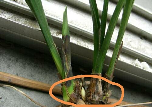 兰花的假鳞茎有什么作用?