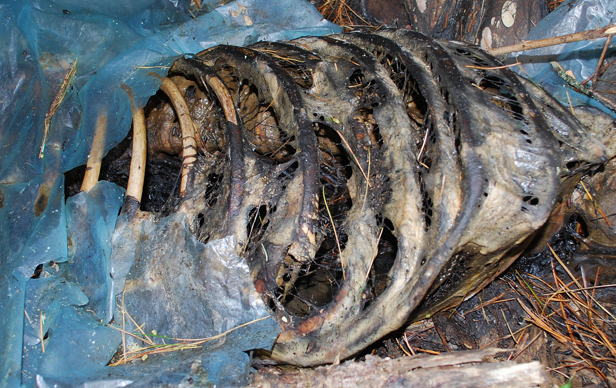 "胆熊"是熊科动物的胆囊,被用于中医治疗.然而,"活熊取胆"的方式使胆