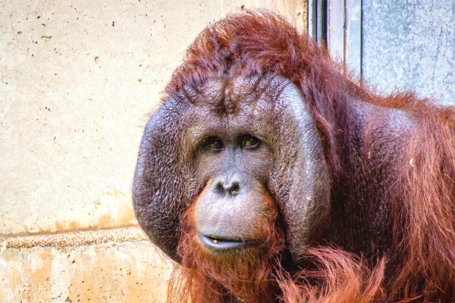 动物园之星婆罗洲猩猩图片