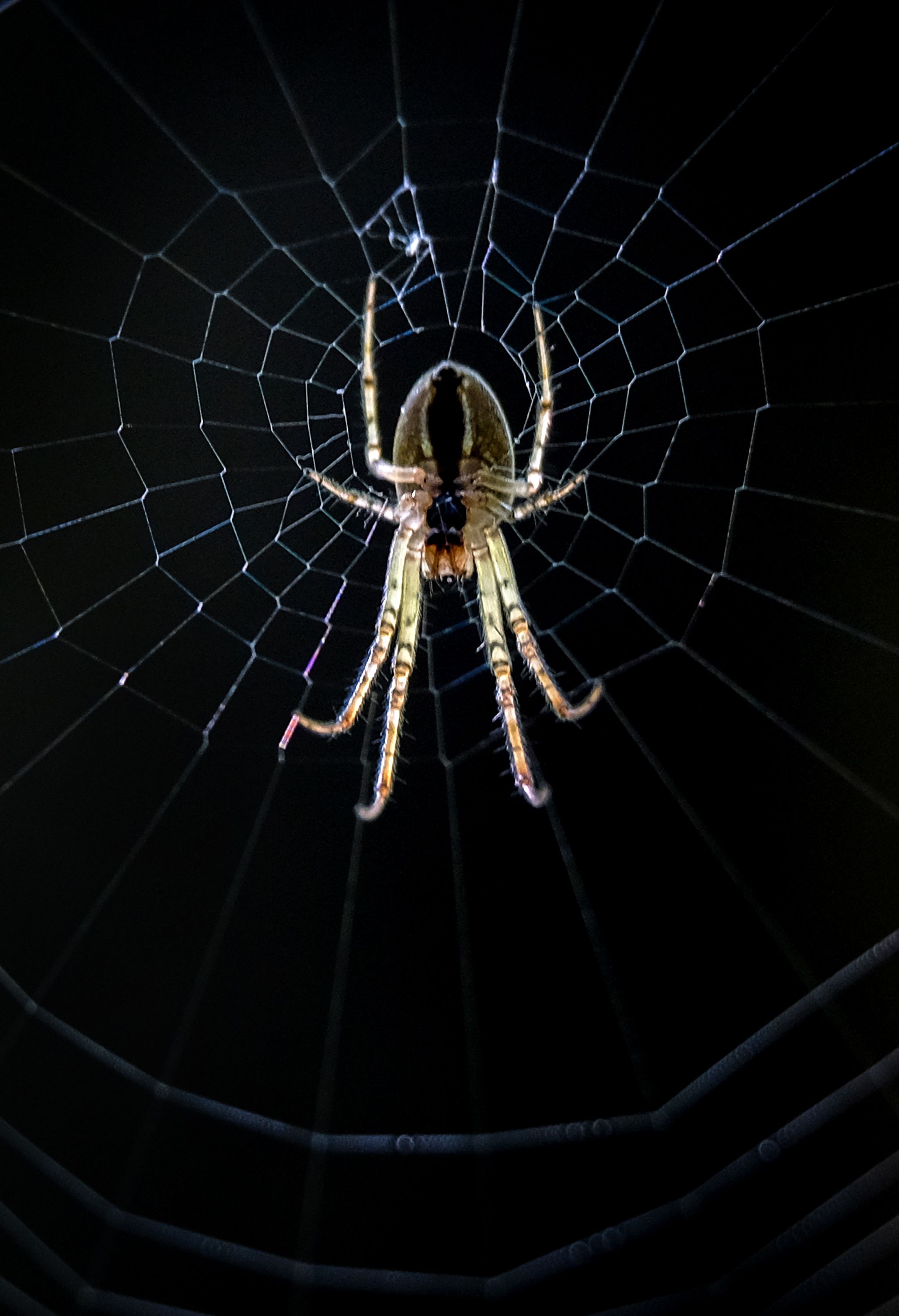 蜘蛛织网(8)