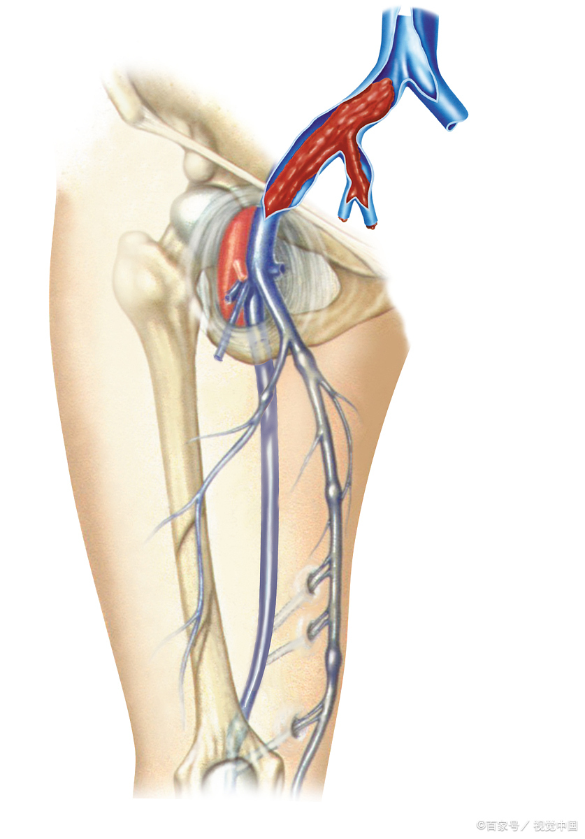 静脉瓣位置图片