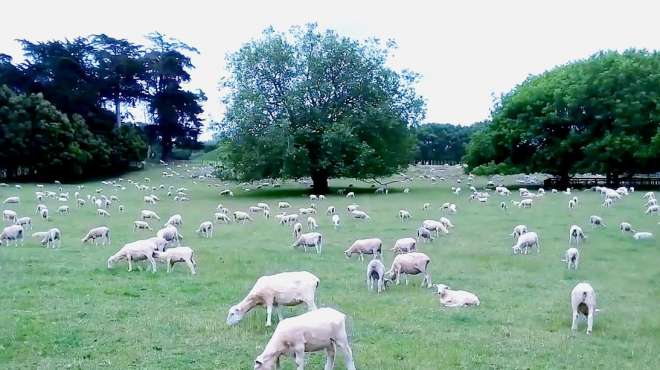 [图]羊群一动不动地呆在草地里，原来它们正在吃草呢，镜头记录全过程