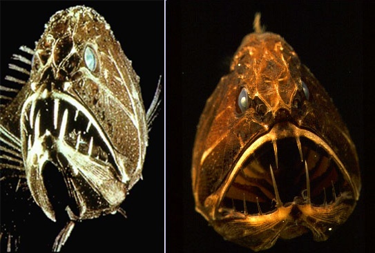 动物知识普及——尖牙鱼