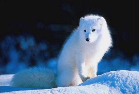 纽芬兰白狼眼睛颜色图片