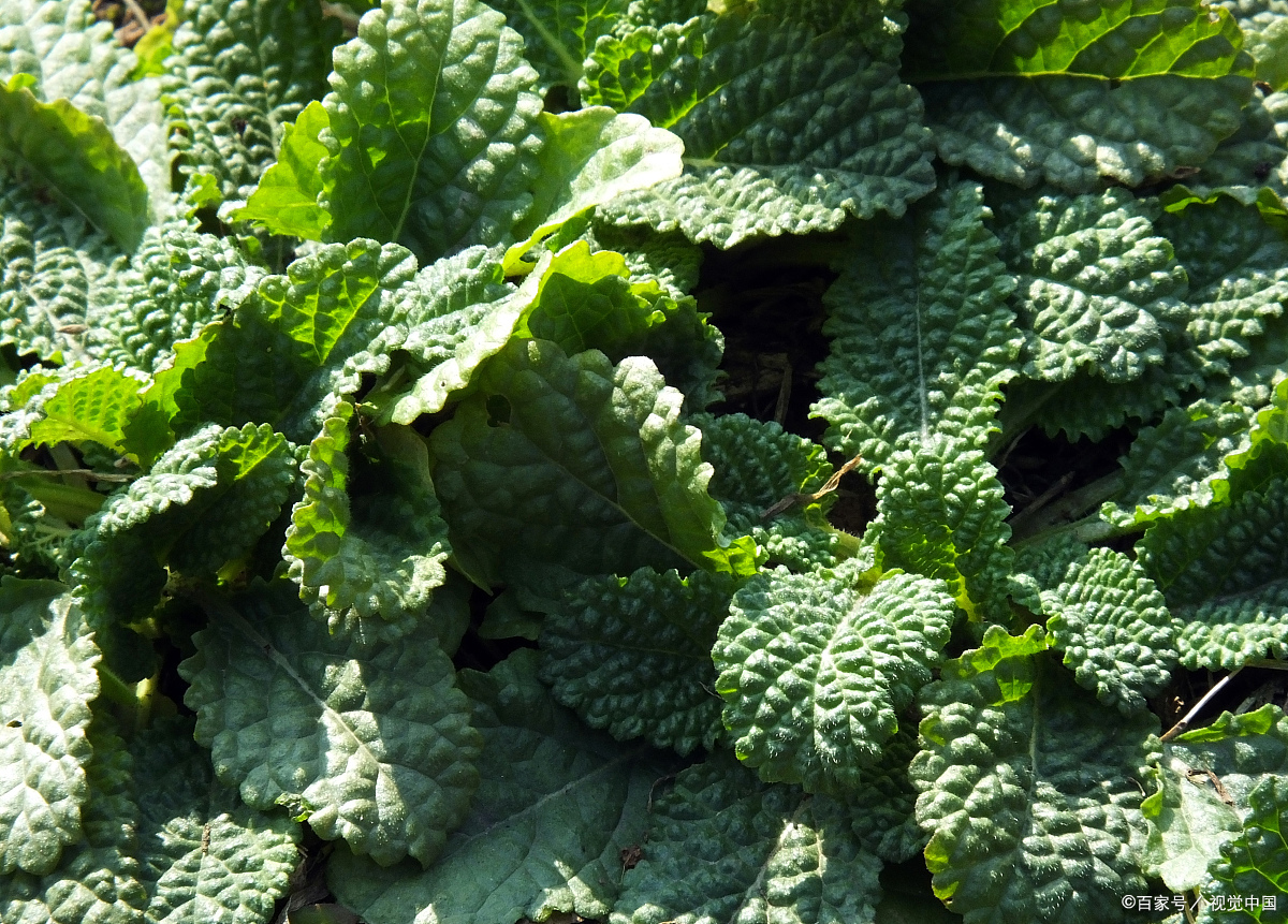 蛤蟆皮草的药用价值和常见小偏方疗法