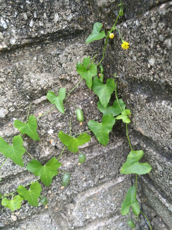 这种爬墙植物,开黄花,果实小巧玲珑,哪位大神认识?求植物名称