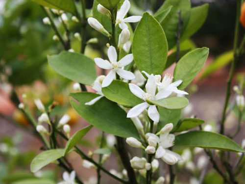 新年的"新宠",年后成"弃儿",年花年桔该何去何从