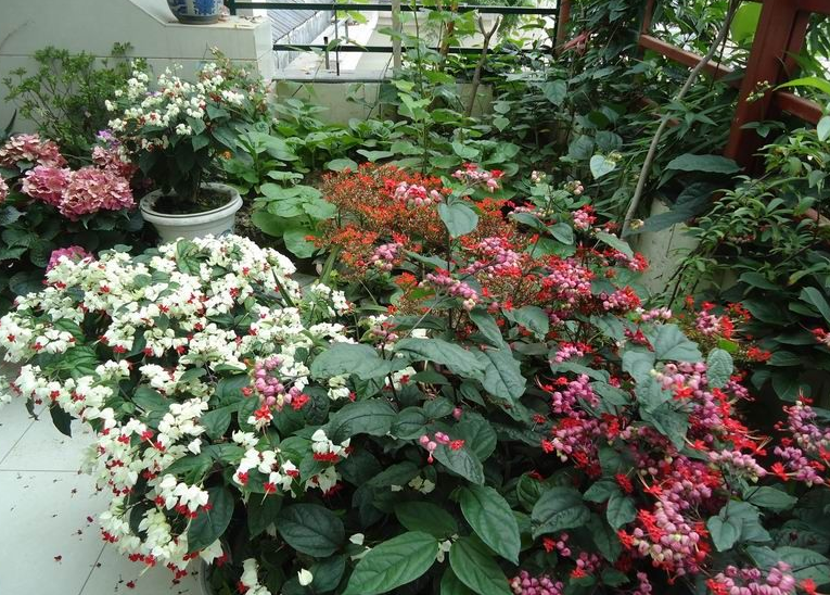 龙珠花 - 优质问答专区