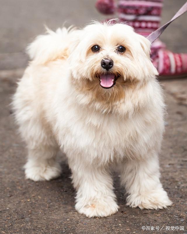 看这种拉萨犬各种各样的表情