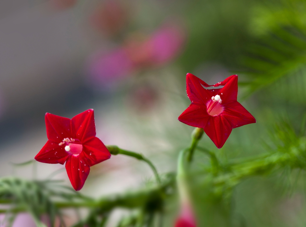 花卉- 优质问答专区