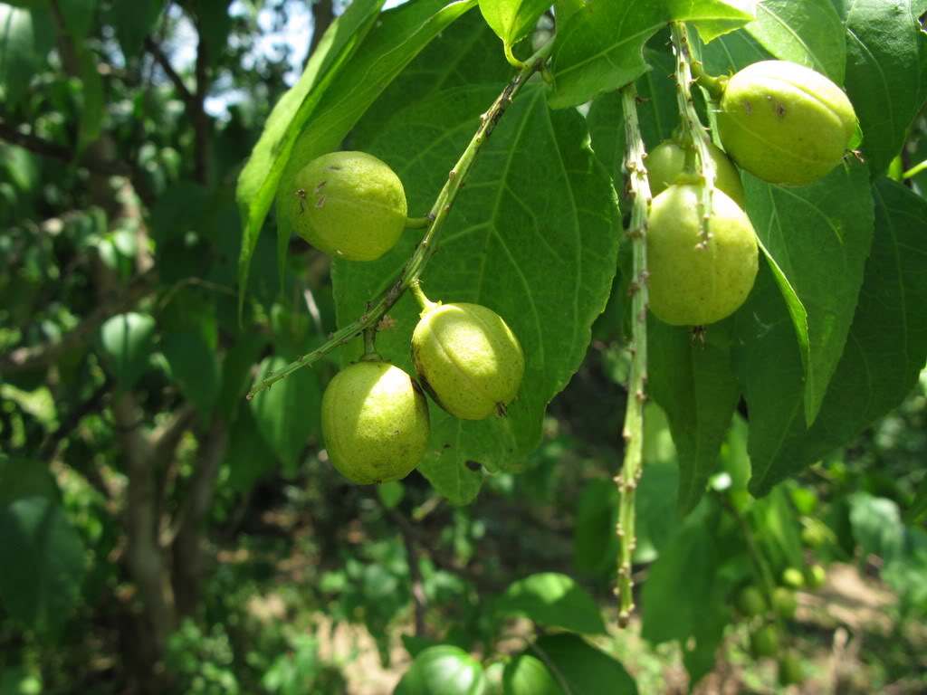 巴豆- 热门商品专区