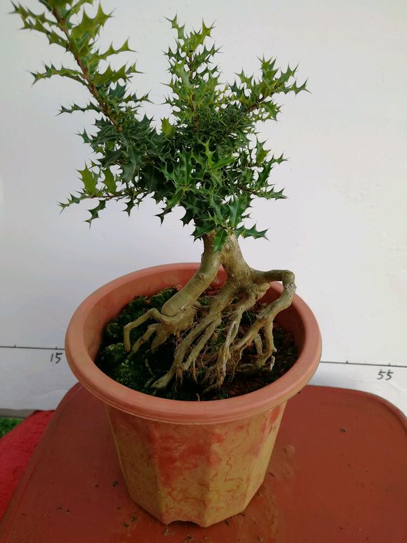 带有根艺的提根米叶枸骨盆景,有喜欢的吗?