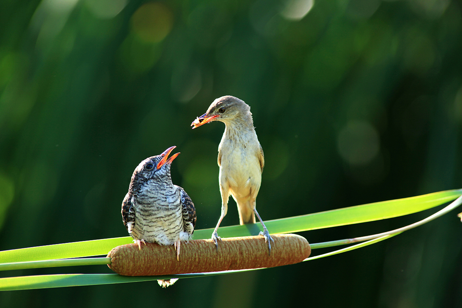 杜鹃鸟是杜鹃科鸟类的通称,主要是大杜鹃,三声杜鹃和四声杜鹃.