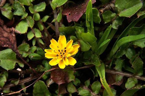 那个时候农村的美味就是简简单单的一份鸡蛋炒稻搓菜,每次农村家中有