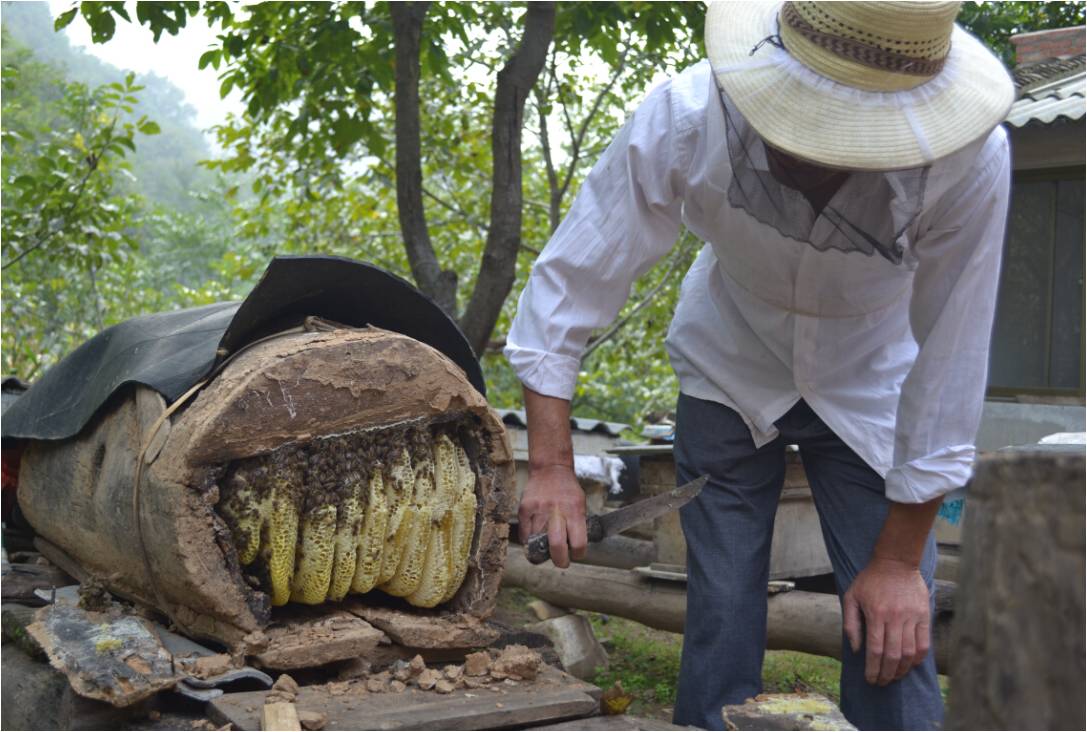 農村土蜂蜜能賣到百元一斤,為何養蜂人卻越來越少?什麼原因?