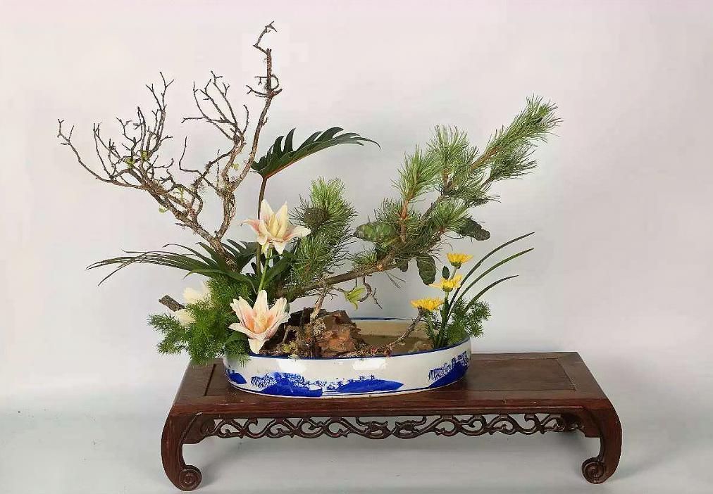 金丝桃你见过么?盆栽简单的不能再简单,别拿金丝桃当金丝梅啊!