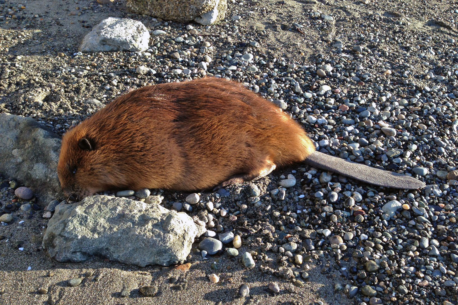 加拿大的动物 海狸图片