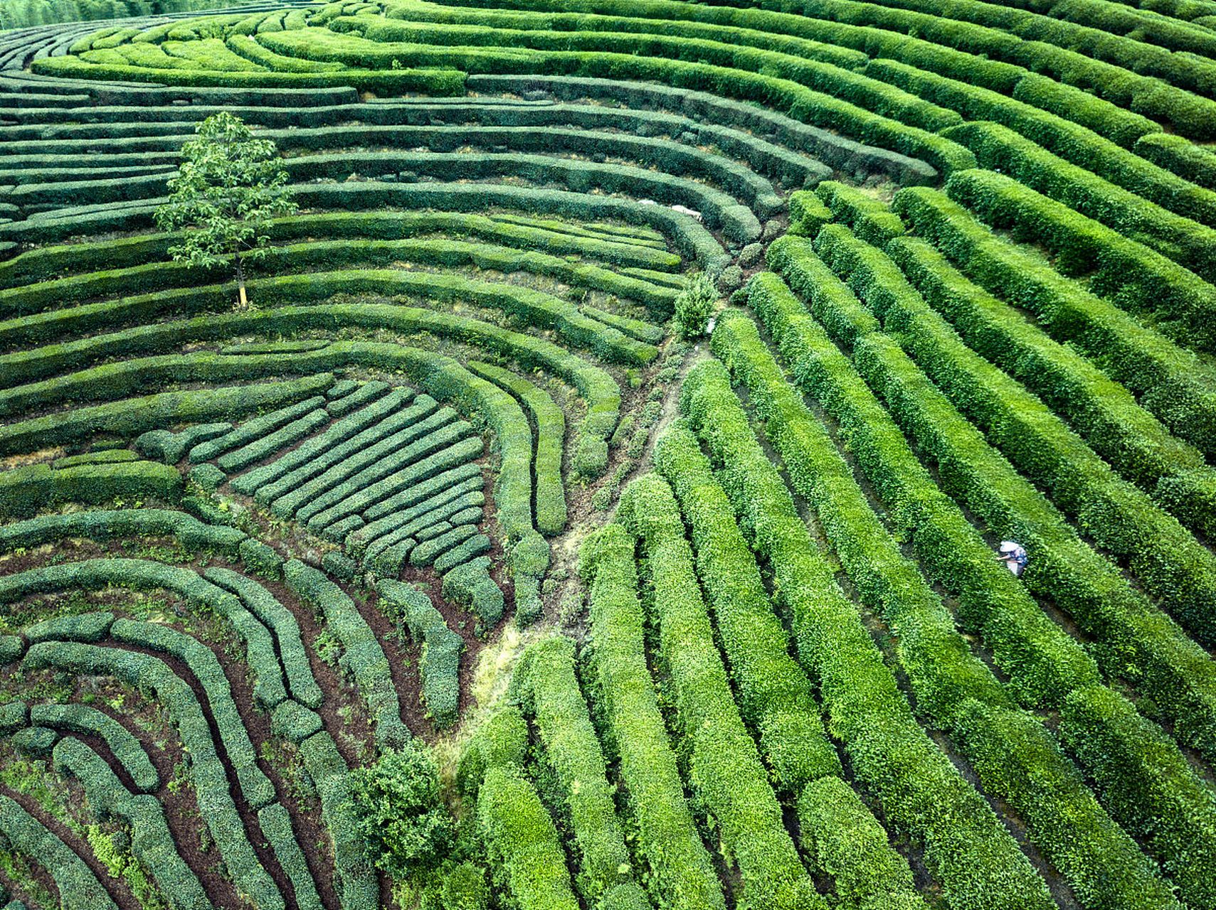 紫阳瓦房店茶山风景区图片