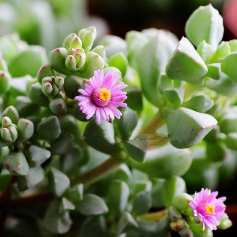 名字就叫白凤菊.当然他也有一个非常好听的别名叫姬鹿角,因为它的