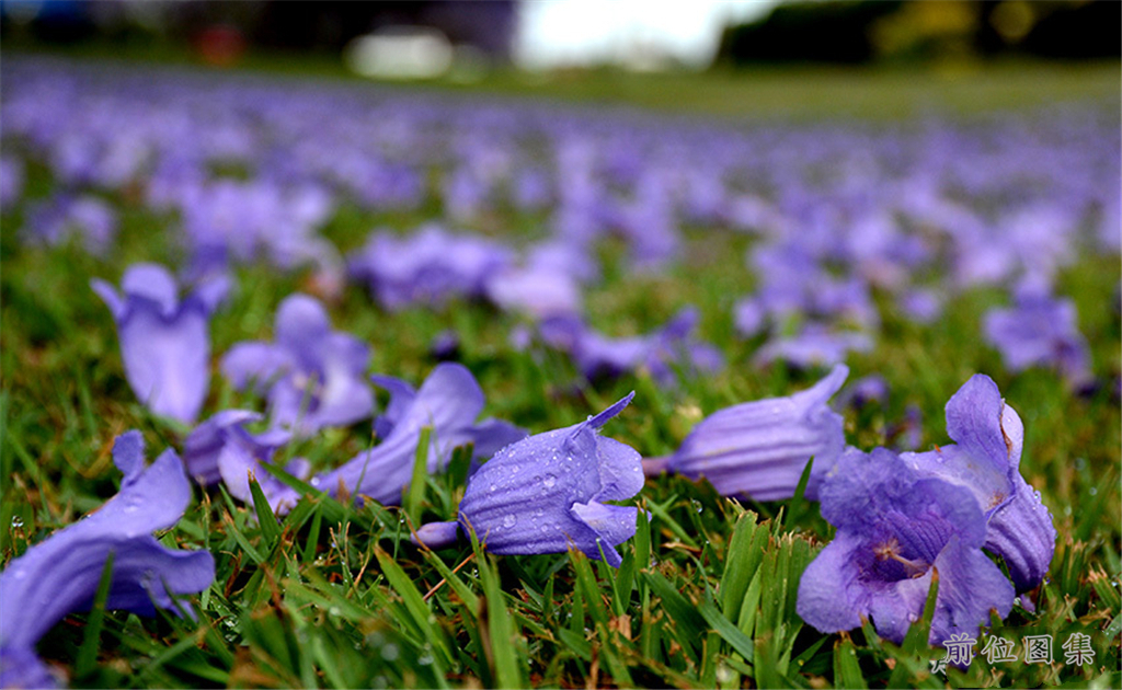澳大利亚格拉夫顿小镇蓝花楹盛开的季节,仿佛置身梦境中