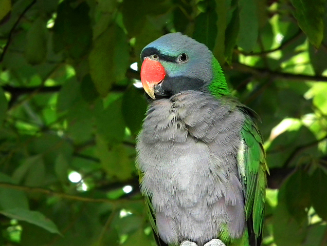 大绯胸鹦鹉是鹦鹉科鹦鹉属的一种中型鸟类,是典型的攀禽!