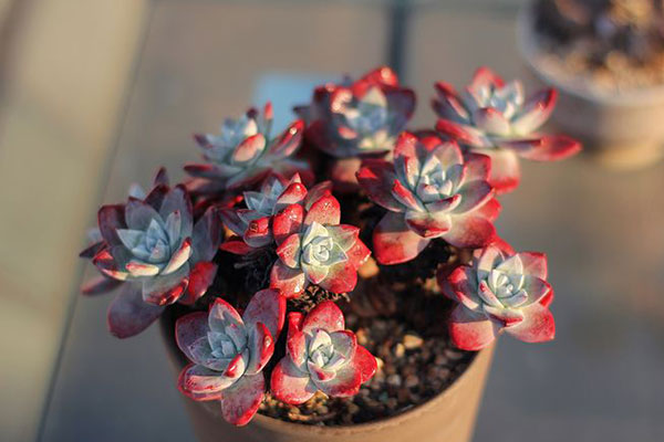 初霜——多肉界颜值担当,才见它一眼就想自己养一棵了!