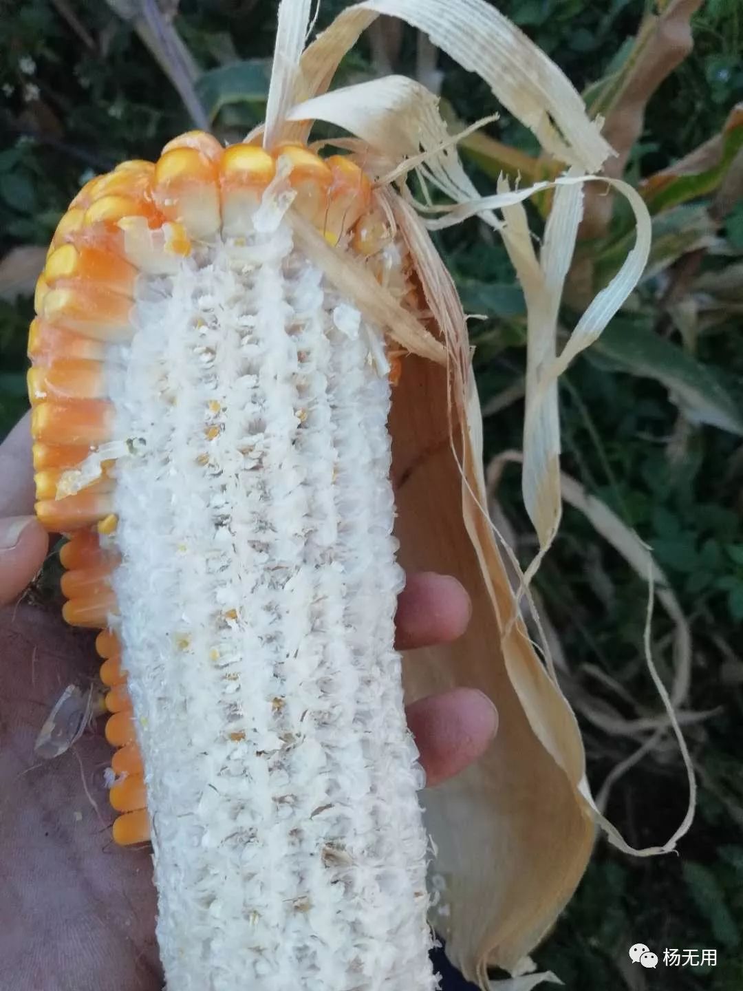 两支被老鼠啃过的包谷