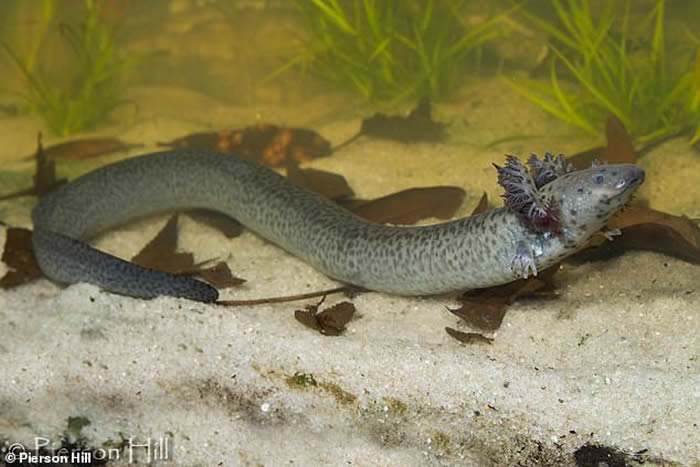 最奇怪的一种鳗螈,它长有豹子的斑纹和鳗鱼的身体