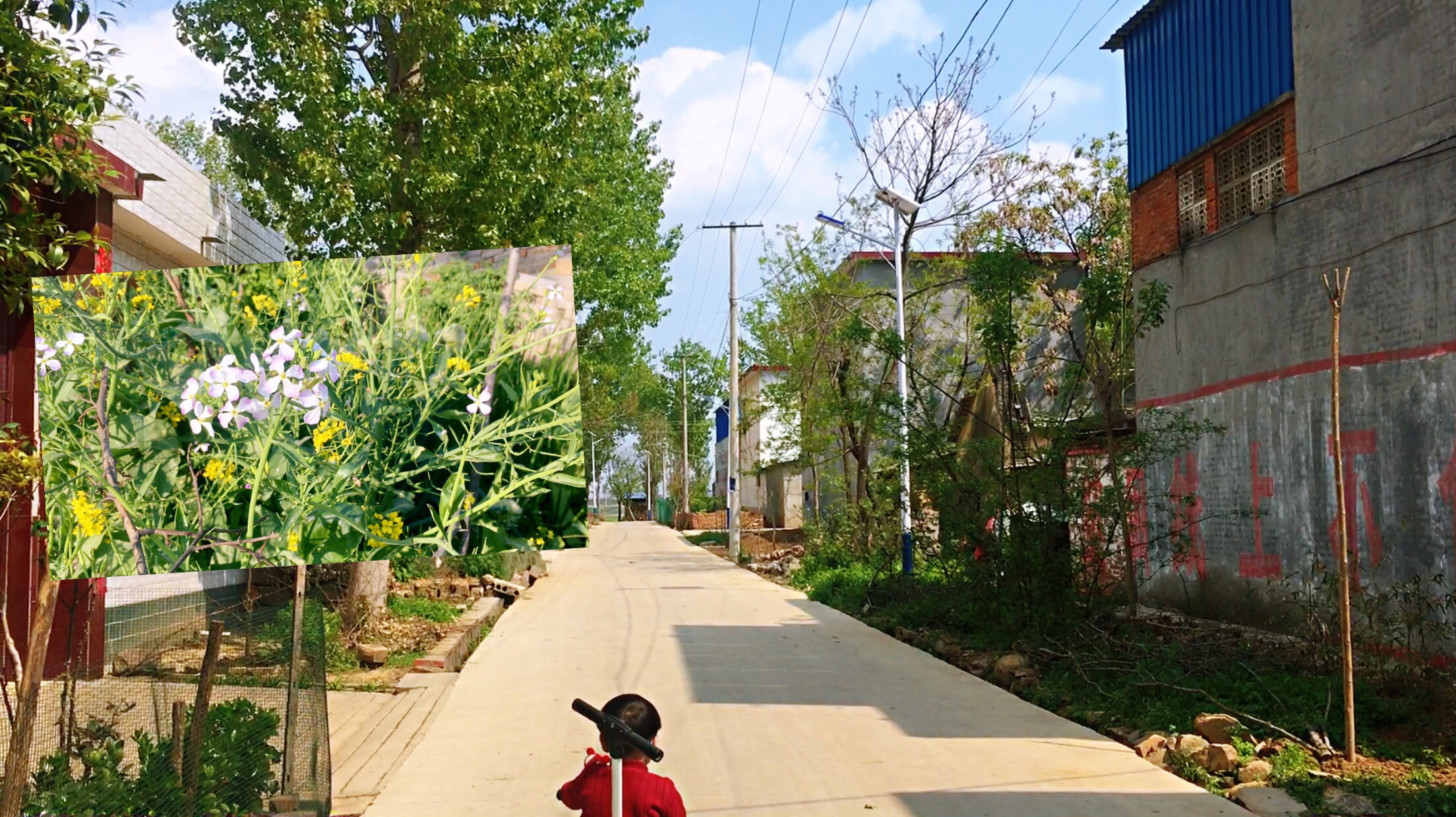 河南农村:油菜花有很多颜色,紫白色的,你见过吗?小伙被惊艳了