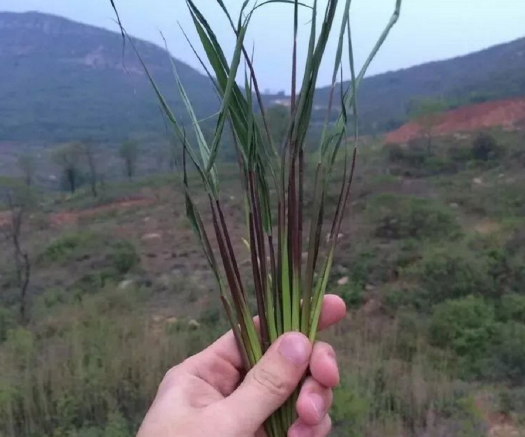 让农民很头疼的植物,根部却极为珍贵,名为"钻地龙"