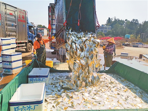 金鲳鱼大丰收 养殖户捕捞忙