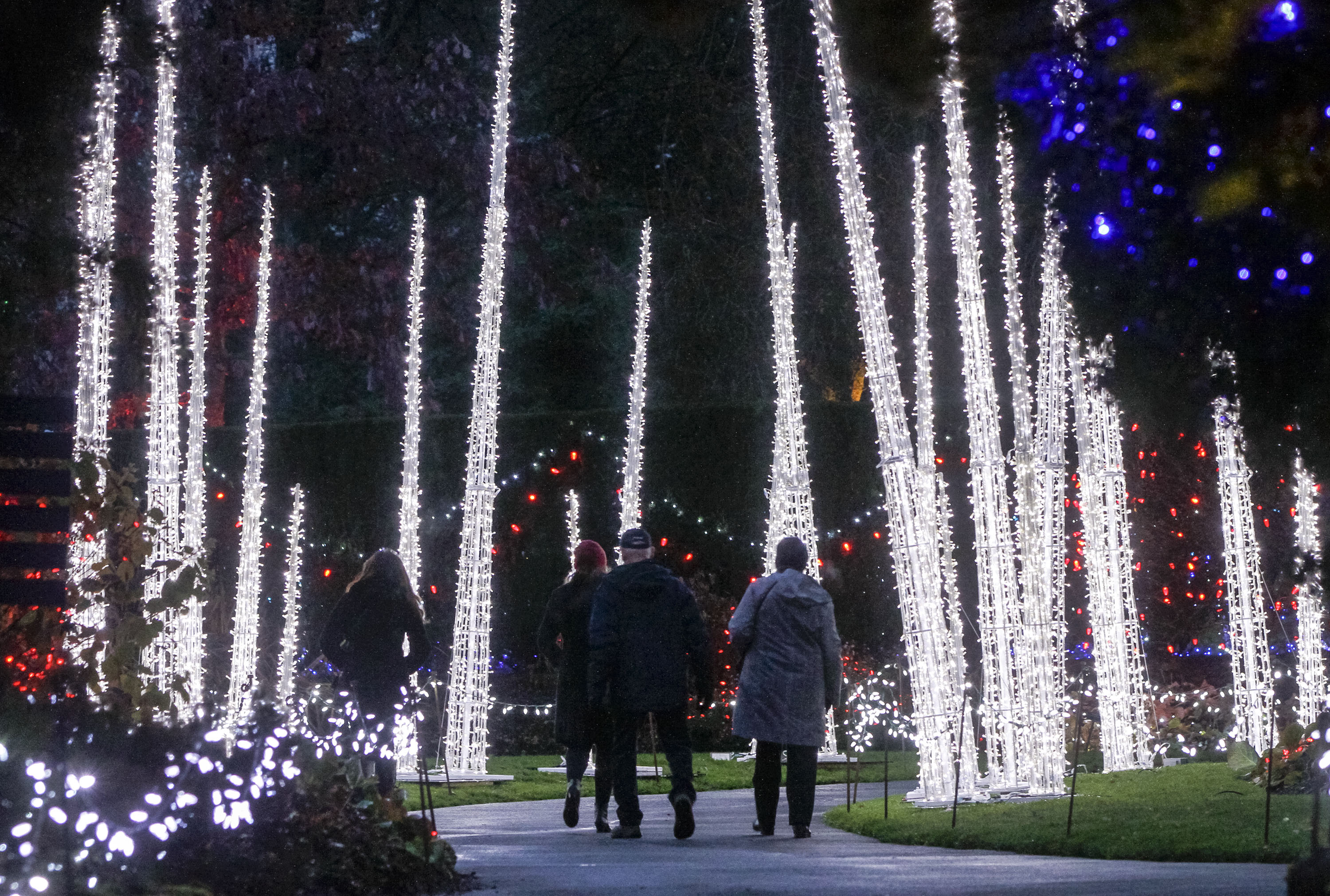 温哥华植物公园圣诞灯节开幕