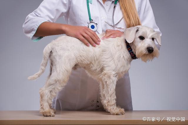 如何治疗患有尿结石的狗狗,主要参考这几点