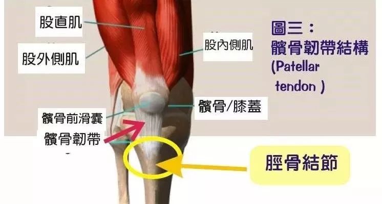 康复训练,3步缓解髌腱炎