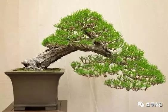 浅探日本松柏类盆景"摘心,疏芽,摘叶"修剪技巧