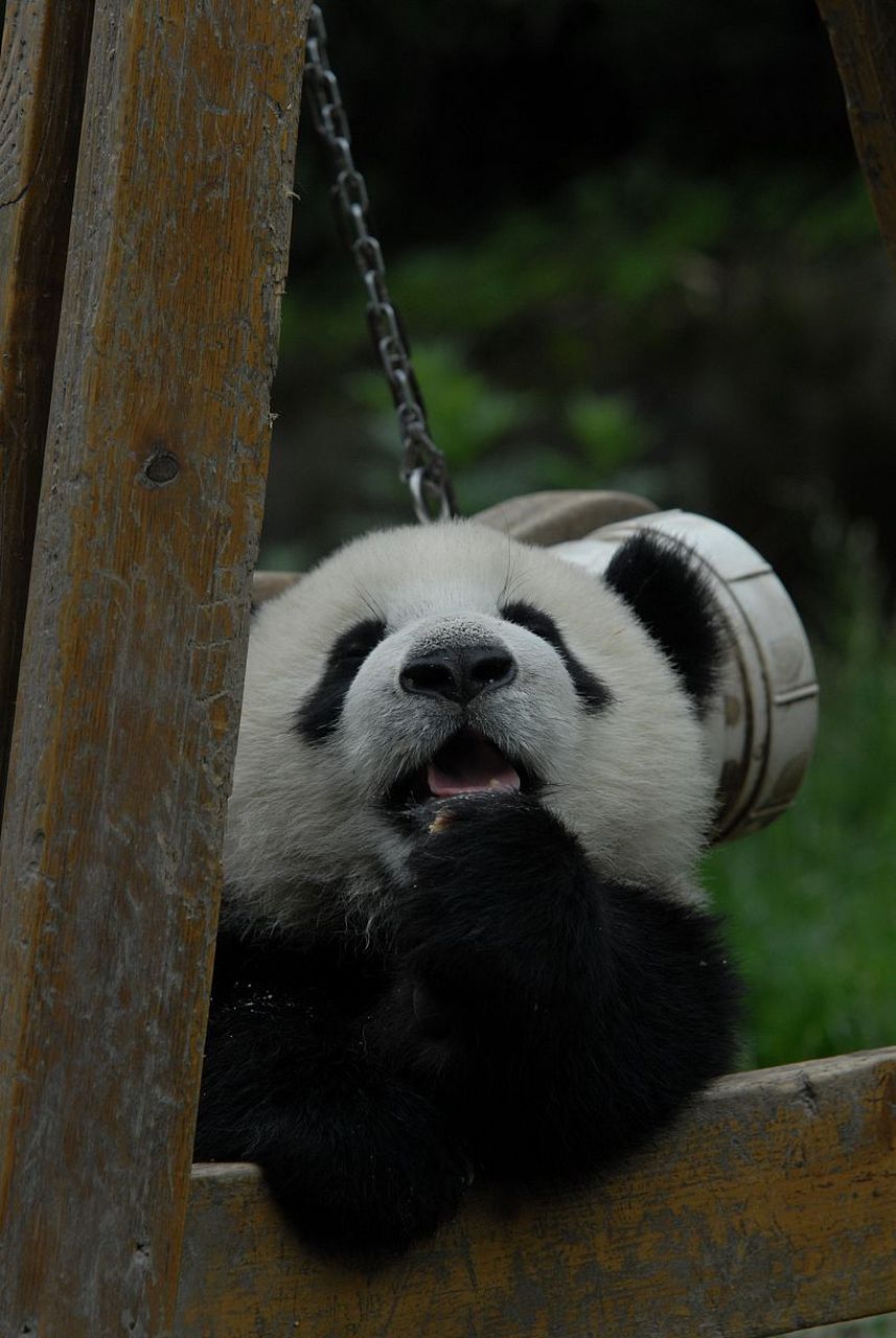 大熊猫界画家阳阳画了一百幅画,每幅490欧元.