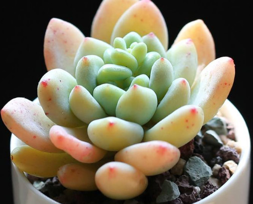 多肉凝脂莲怎么养更饱满?教你3个小妙招,养出红润璀璨的凝脂莲