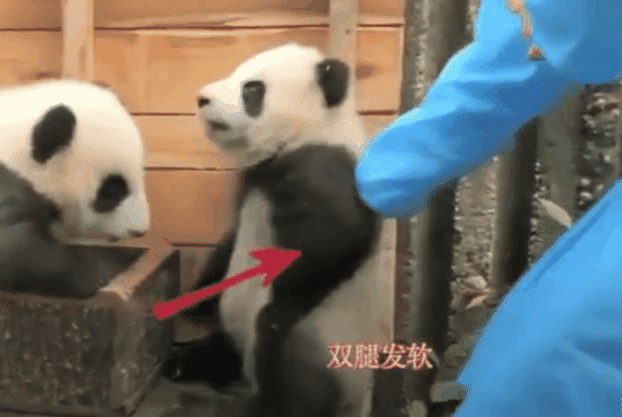 熊猫宝宝的奶瓶被没收后手脚发软倒地,饲养员无奈:你