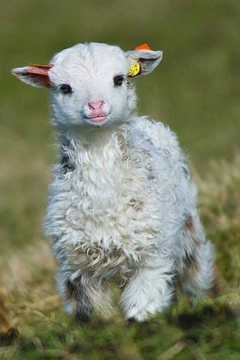 全球最萌的动物照,你一定没见过!