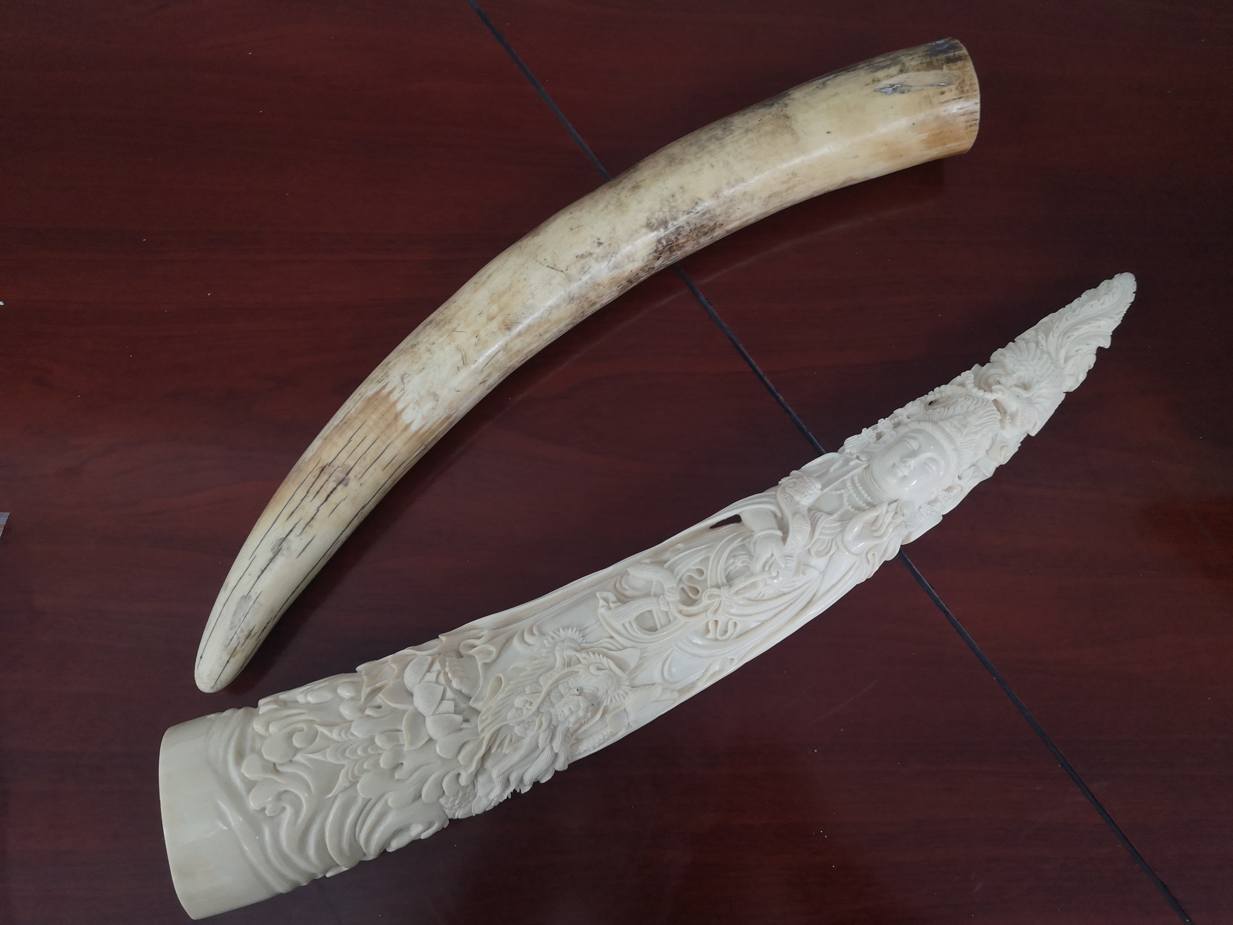 近千根高鼻羚羊角如何流入"黑市"?