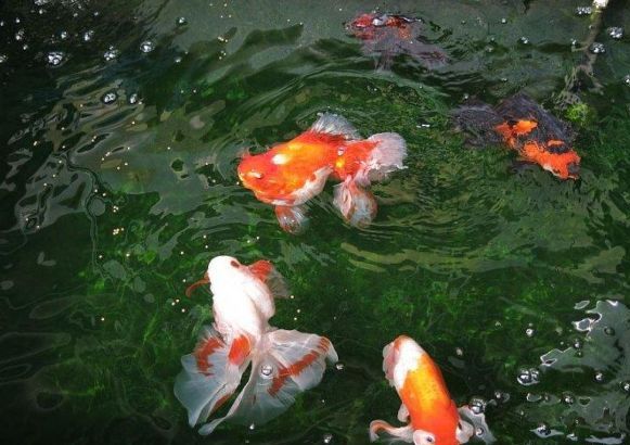 养鱼经验:金鱼浮头的两种原因及治疗办法