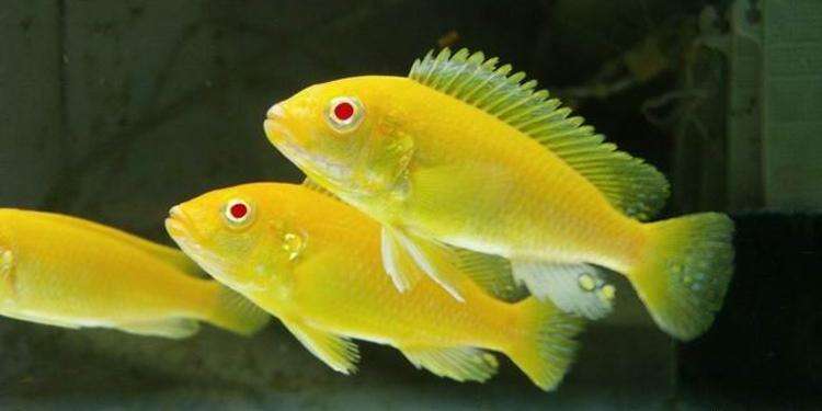 有一种鱼名叫王子!靓丽的颜色,优雅的身形,非洲王子鱼该如何养