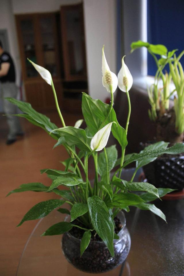 白鹤芋养得好,净化空气能力堪比净化器,花期长寓意好