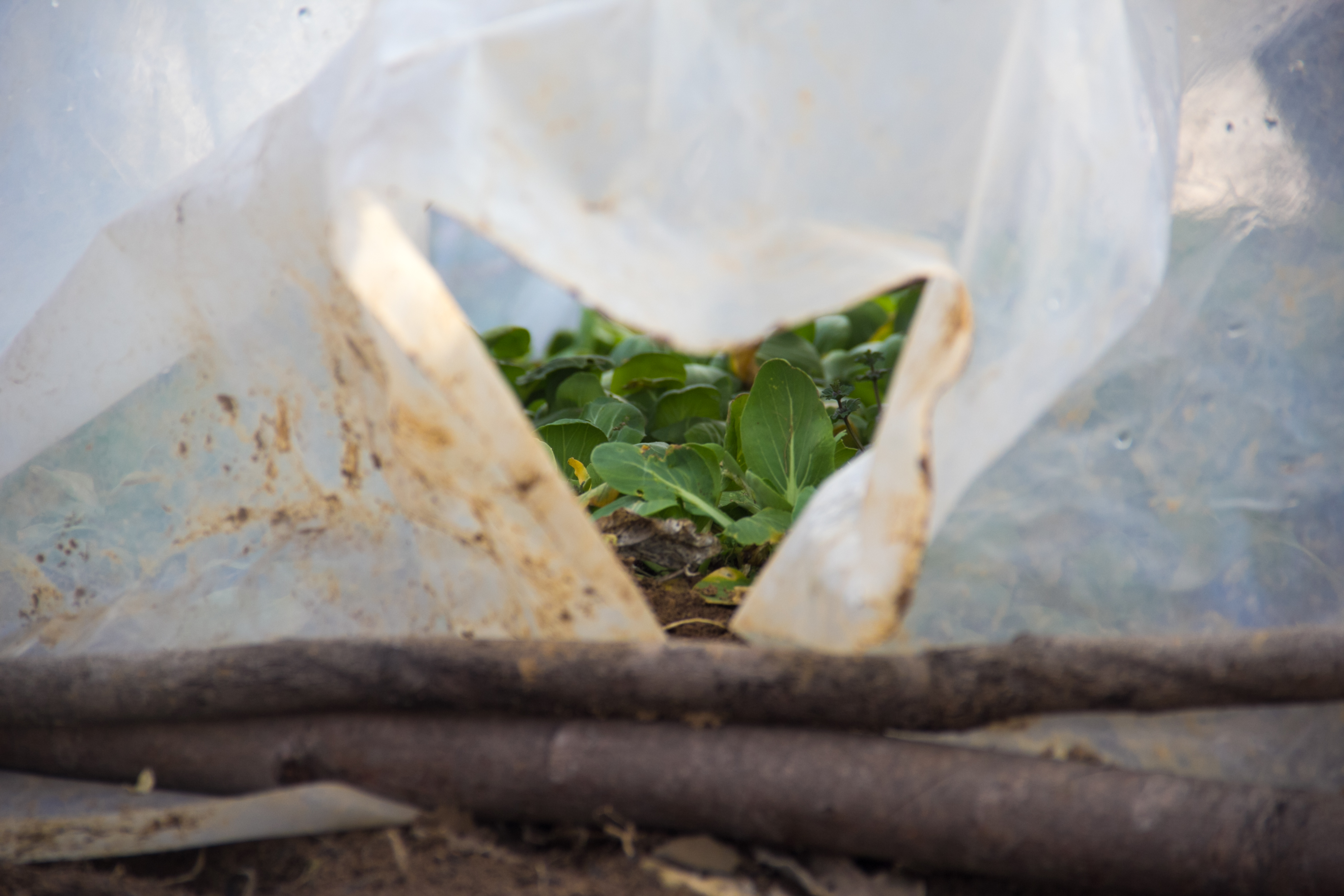 塑料布上面,又盖了一些烂布条和旧衣服.明显,这个棚子是保暖用的.