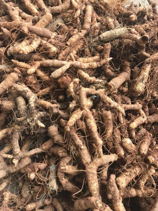 玉竹长在山里,根茎黄白叶子翠绿价值高,不能当成野草随便挖