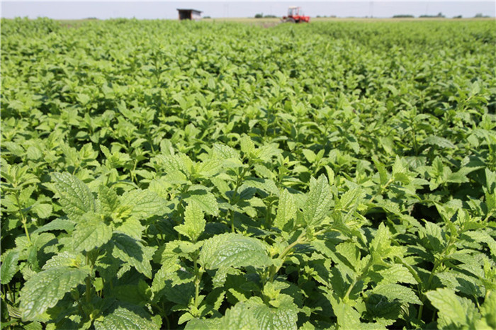 薄荷可以在海拔有3500的地方生长,生命力真的很强