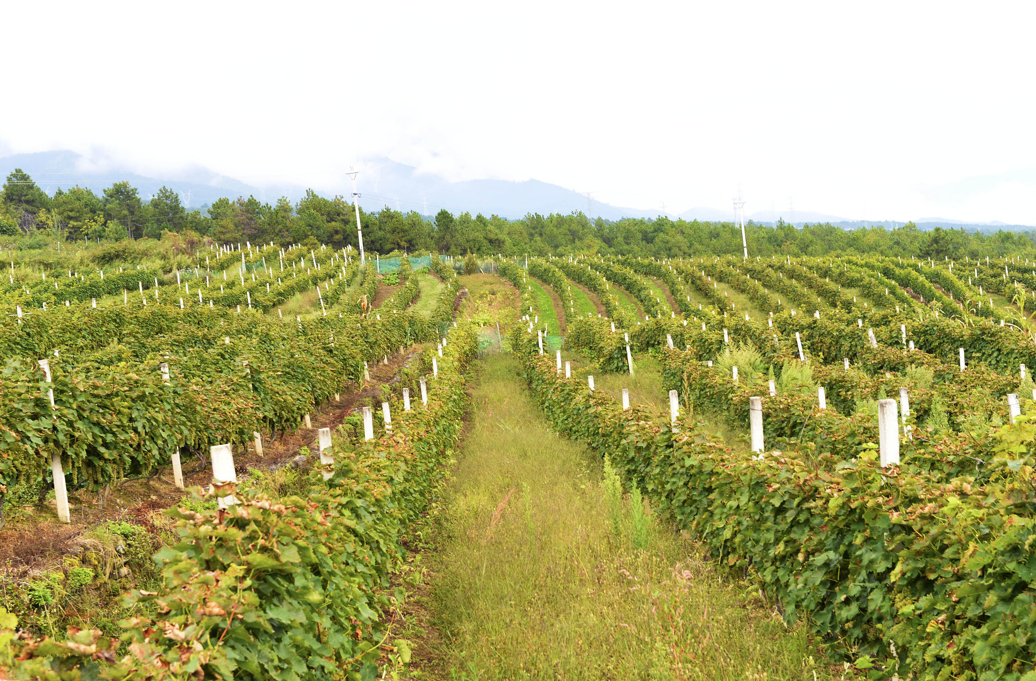 云南维西:冰葡萄种植助力脱贫(2)